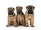 Shar pei pups on white background