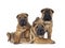 Shar pei pups on white background