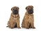 Shar pei pups on white background