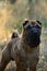 Shar Pei standing in a forest in summer