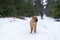 Shar Pei winter in the coniferous forest. close up. walk in the winter fir forest