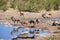 Sharing a watering hole in Namibia Africa