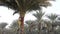 Sharjah, UAE - January 18, 2018: Man garden worker sawing branches on green palm