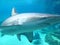 Shark in aquarium close-up