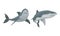 Shark as Elasmobranch Fish with Pectoral Fins and Cartilaginous Skeleton Vector Set