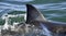Shark back and dorsal fin above water.   Fin of great white shark, Carcharodon carcharias,  South Africa, Atlantic Ocean