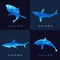 Shark - Blue low poly vector set Design