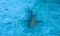 ÐShark at the bottom of the ocean. A large beige shark is standing in the shallow clear water.