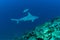 Shark cruises through Flower Garden Banks National Marine Sanctuary.