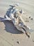 shark : Dead dried sand shark on beach