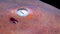 Shark eye with pink skin in aquarium