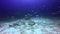 Shark feeding in underwater ocean of Fiji.