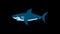 Shark Fish Animated Travel Adventure icon Line Drawing Animation Transparent Vector Motion Graphics Loop