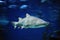 Shark fish, bull shark, marine fish underwater