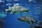 Shark fish, bull shark, marine fish underwater