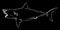 Shark fish fishing on black background