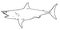 Shark fish illustration on white background