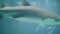 Shark and fish swimming in water in oceanarium. Wild sea animal and predator