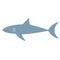 Shark flat color art illustration