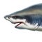 Shark head. Great white shark killer side view illustration.