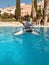 Shark inflatable in swimming pool