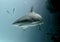 SHARK Lurking Beneath is a dangerous Bull Shark