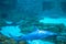 Shark and manta rays in Aquarium at Seaworld 6.