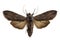 Shark Moth