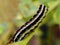 Shark Moth caterpillar