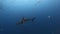 Shark near drop off reef in search of food underwater in Pacific ocean.
