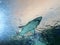Shark passes overhead in blue water