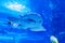 Shark ray  latin name Rhina ancylostoma