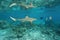 Shark reflected under water surface