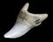 Shark\'s tooth