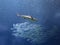 Shark and school of mackerel fish