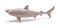 Shark Side View Toy