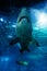 Shark silhouette underwater