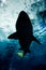 Shark silhouette underwater