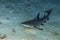 Shark sitting on the sea floor in Australia.  solid, hard, dangerous, no trust, colorful