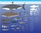 Shark Sizes Comparisons Cartoon Vector Illustration Set