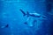 Shark and stingray swim in blue deep sea water