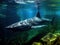 Shark swimming gracefully through underwater scenery