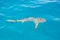 A shark swimming near a yacht in the Great Coral Barrier, Cairns, Queensland, Australia