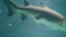 Shark swimming underwater in oceanarium. Underwater sea life and wild animal