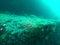 A Shark swims 30 meters  in Maldives amongst corals