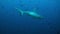 Shark swims at the edge of reef in search of food.