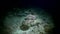 Shark swims at the edge of reef in search of food.