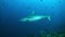 Shark swims at the edge of reef in search of food.