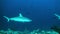 Shark swims at the edge of reef in search of food.