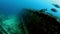 Shark swims near inverted boat wreck underwater at bottom of ocean in Fiji.